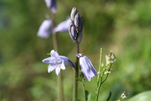 Hyacinthoides non-scripta ?